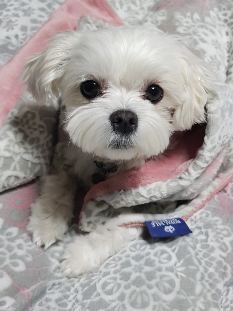  기관 매집은 끝났나 조정끝 상승랠리 시작? (뇌피셜)