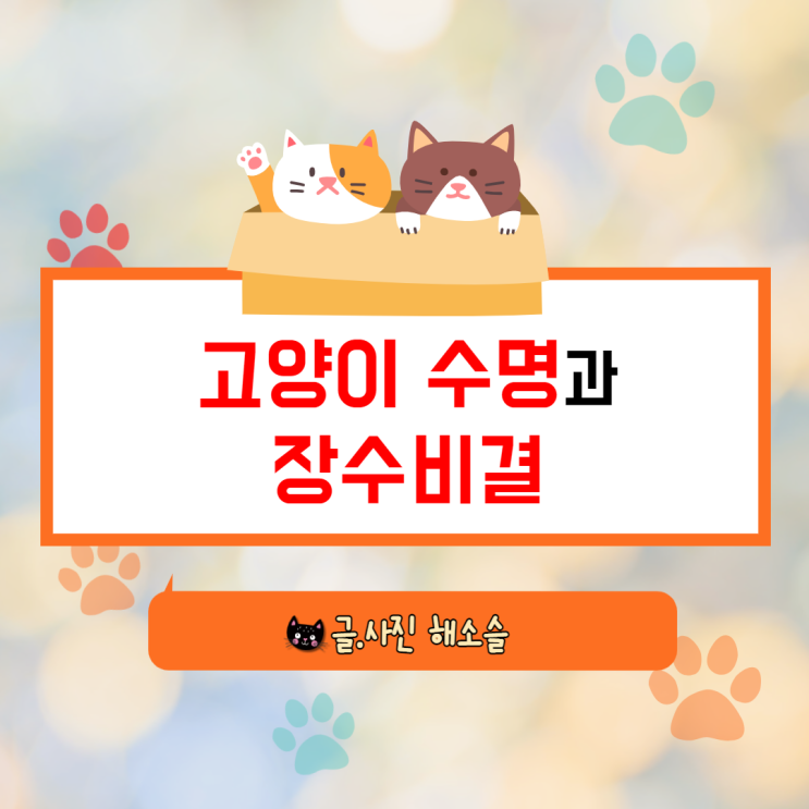  우리집 고양이 수명과 장수 비결을 알아봐요