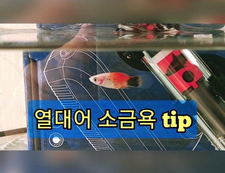  땡구의 물생활 - 플래티 소금욕 tip
