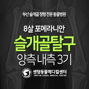  [슬개골 탈구 수술 증례] 8살 / 포메라니안 / 양측 내측 3기 / 관절부종 (부산 수영구 슬개골 수술 잘하는 동물병원, 센텀동물메디컬센터)