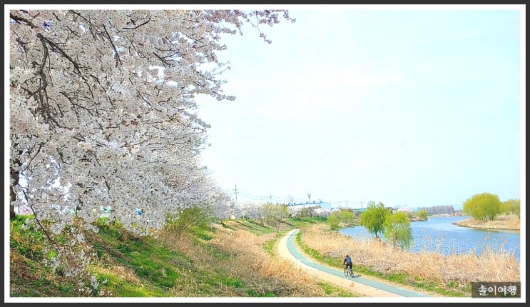  벚꽃 놀이ㅡ전주천변에서 즐기자