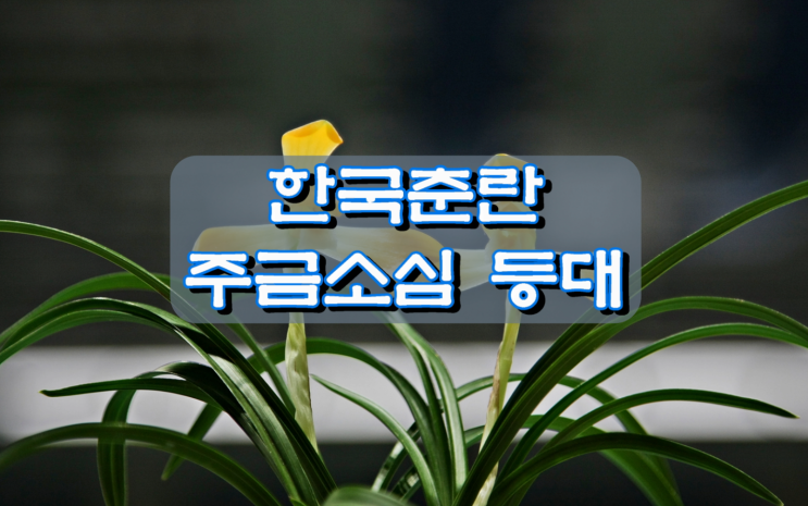 한국춘란 주금소심화 등대 한국춘란 주금소심화 등대