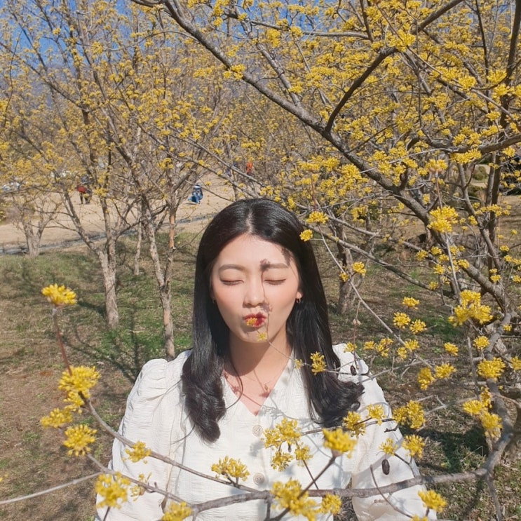  [구례여행] 노랑노랑 산수유