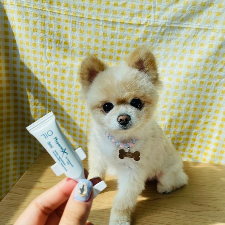  [강아지연고 추천]강아지 습진,피부병에는 리오메드 하이퍼믹스벳으로!