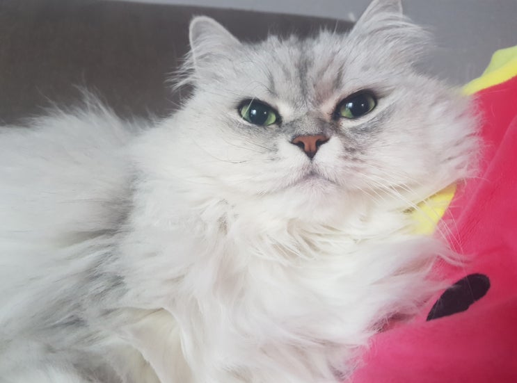  고양이 지능 어느 정도 일까요?