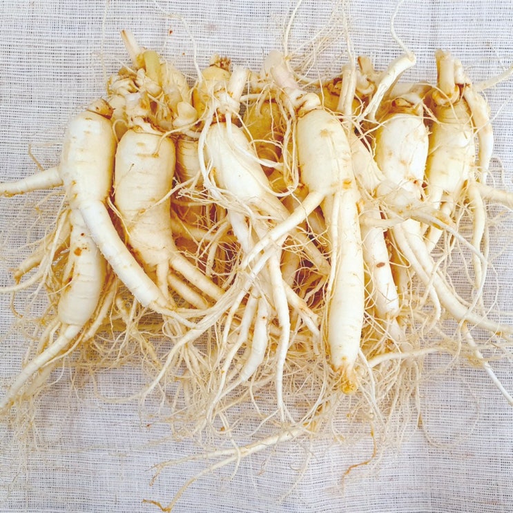 잘나가는 삼키우는마을 고려수삼 세척 무세척 수삼 가정용, 03.난25-750g-무료세척 추천해요 잘나가는 삼키우는마을 고려수삼 세척 무세척 수삼 가정용, 03.난25-750g-무료세척 추천해요