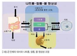 수분불균형 원인증상 세포외액내액 결핍과다 고혈량저혈량 치료간호중재