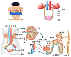 신장호르몬기전 항이뇨호르몬 알도스테론 부갑상선 수분재흡수배출 혈압조절 신장호르몬기전 항이뇨호르몬 알도스테론 부갑상선 수분재흡수배출 혈압조절