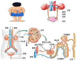 신장호르몬기전 항이뇨호르몬 알도스테론 부갑상선 수분재흡수배출 혈압조절