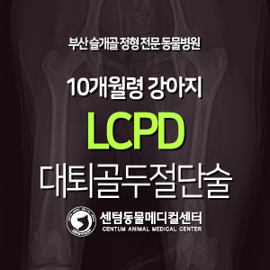  [치료 증례] 10개월령 / 강아지 / 대퇴골두무혈성괴사(LCPD) / 대퇴골두절단술 (FHO) (부산 24시간 입원관리 동물병원, 센텀동물메디컬센터)