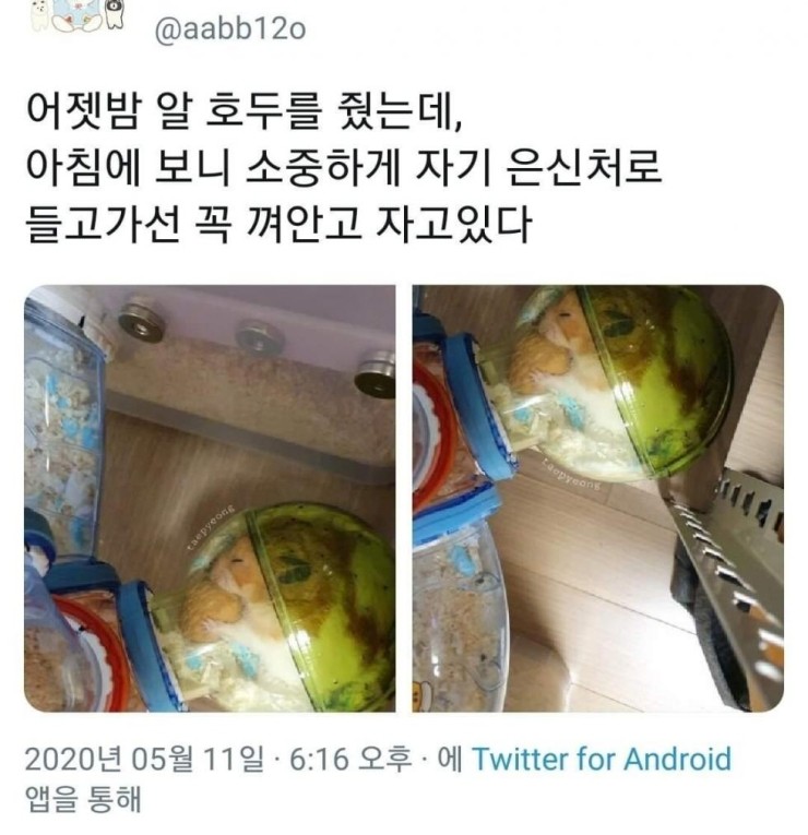 햄스터에게 알호두를 줬더니