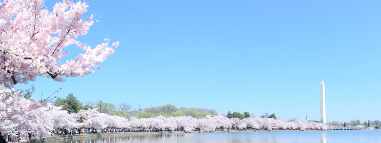 워싱턴 D.C. 벚꽃축제 - 워싱턴디씨 한인택시 스카이 한인콜택시(703-980-1527) 워싱턴 D.C. 벚꽃축제 - 워싱턴디씨 한인택시 스카이 한인콜택시(703-980-1527)