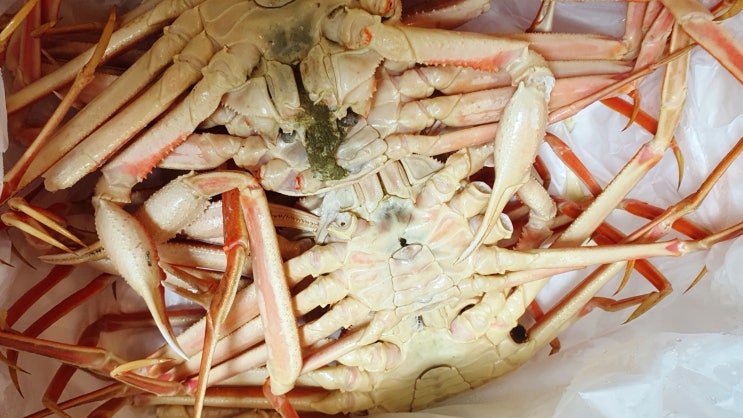  대게 맛있는 대게 싸게 먹는법 묵호항