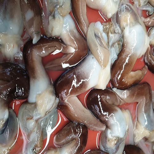 최근 많이 팔린 여수 남해안 프리미엄 새조개 2.5kg 내장제거(실중량 500g내외), 손질후 중량 500g 추천합니다 최근 많이 팔린 여수 남해안 프리미엄 새조개 2.5kg 내장제거(실중량 500g내외), 손질후 중량 500g 추천합니다
