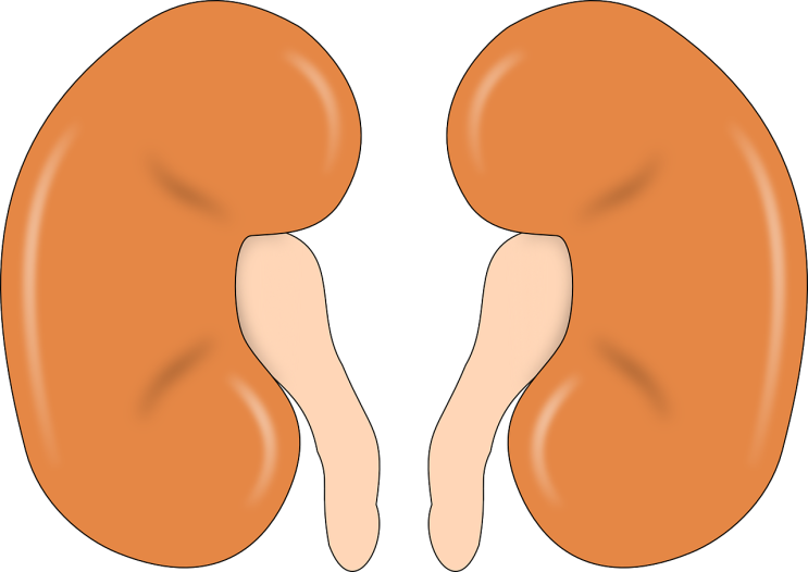  신장