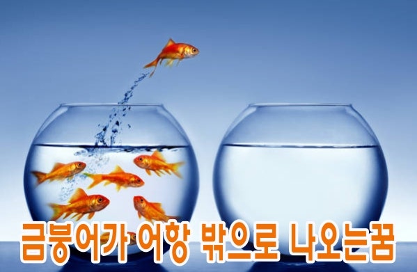 금붕어꿈 태몽꿈 빨간금붕어꿈 해몽 정리