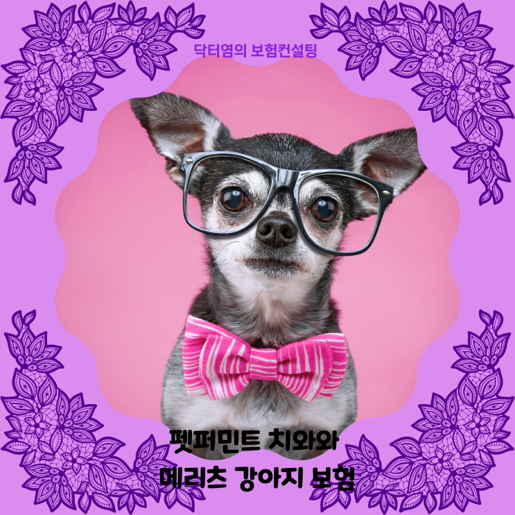  펫퍼민트 치와와 메리츠 강아지 보험으로 보험료내고 병원비부담 덜기