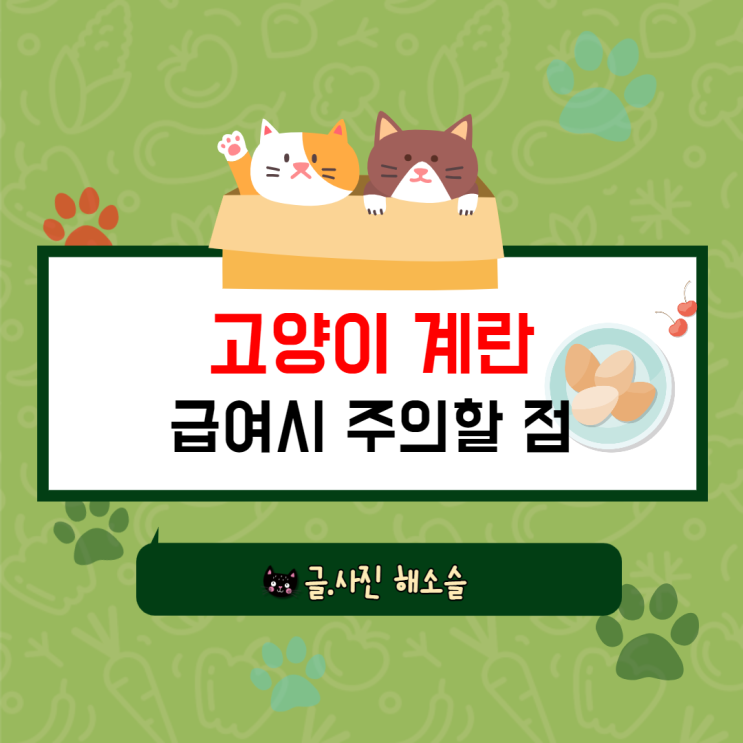  고양이 계란(달걀) 간식으로 좋지만 주의할 점이 있어요!