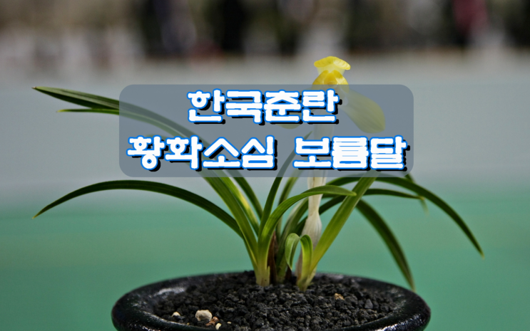 한국춘란 황화소심 보름달 한국춘란 황화소심 보름달
