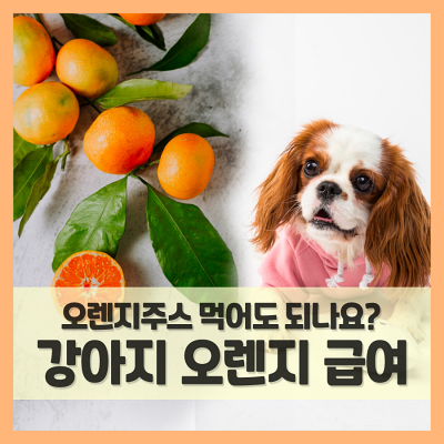 강아지 오렌지 먹어도 되는 걸까? (f. 오렌지주스는 괜찮을까?)