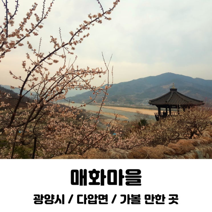  매화마을 / 다압면 / 광양시 / 전남