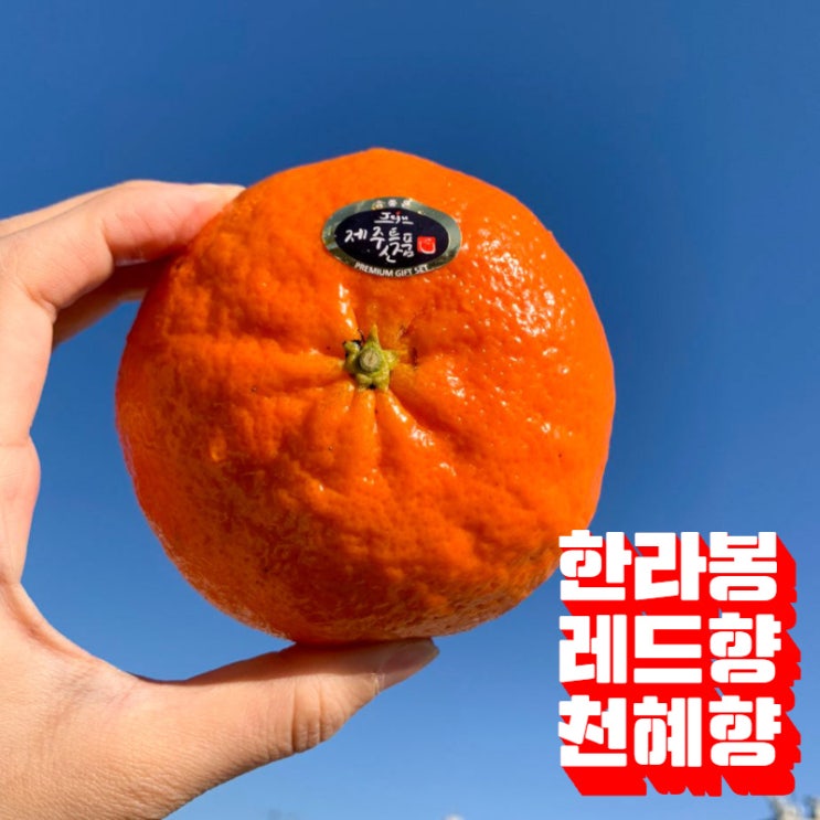 갓성비 좋은 24시내고향 제주 산지직송 햇 노지감귤 극조생 황금향 천혜향 레드향 한라봉 3kg 5kg 10kg 설 명절 과일 선물 세트, 최상급 천혜향 좋아요 갓성비 좋은 24시내고향 제주 산지직송 햇 노지감귤 극조생 황금향 천혜향 레드향 한라봉 3kg 5kg 10kg 설 명절 과일 선물 세트, 최상급 천혜향 좋아요