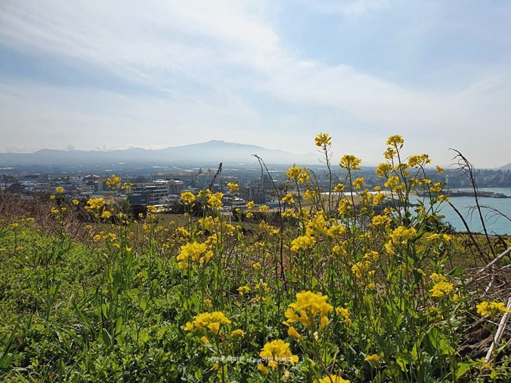 제주 함덕 가볼만한곳 (서우봉 유채꽃, 전복물회, 오드랑베이커리)