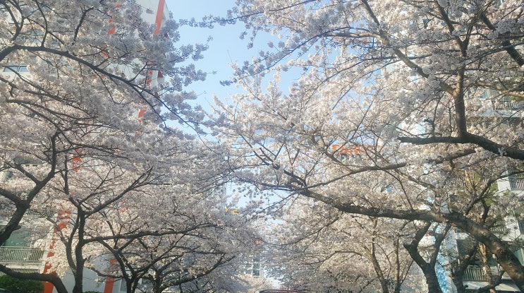  2021 벚꽃 개화시기 전국 총정리