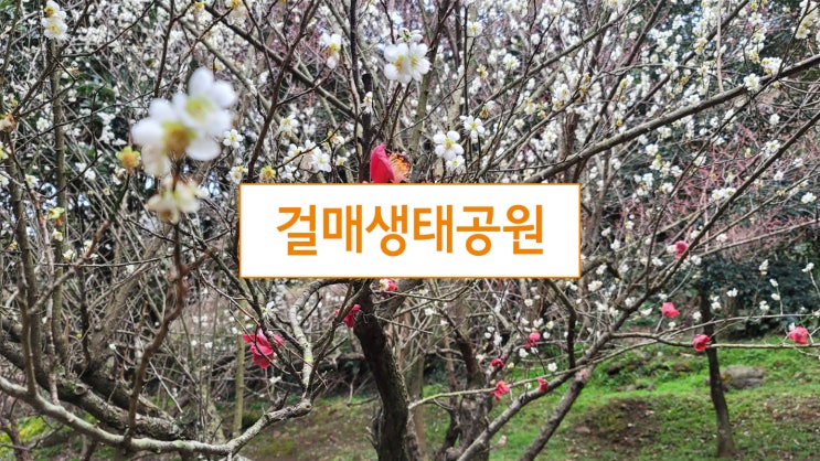  제주 걸매생태공원에서 매화와 동백꽃 보고 왔어요