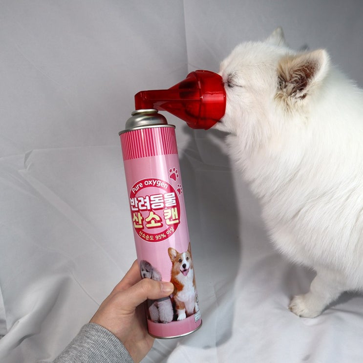 잘나가는 강아지 고양이 응급 산소캔 휴대용애견 산소호흡기 호흡곤란 발생기 기관지협착증 노견 노령견, 반려동물 산소캔 ··· 잘나가는 강아지 고양이 응급 산소캔 휴대용애견 산소호흡기 호흡곤란 발생기 기관지협착증 노견 노령견, 반려동물 산소캔 ···