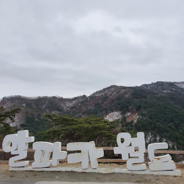  강원도 홍천 알파카월드 주말나들이