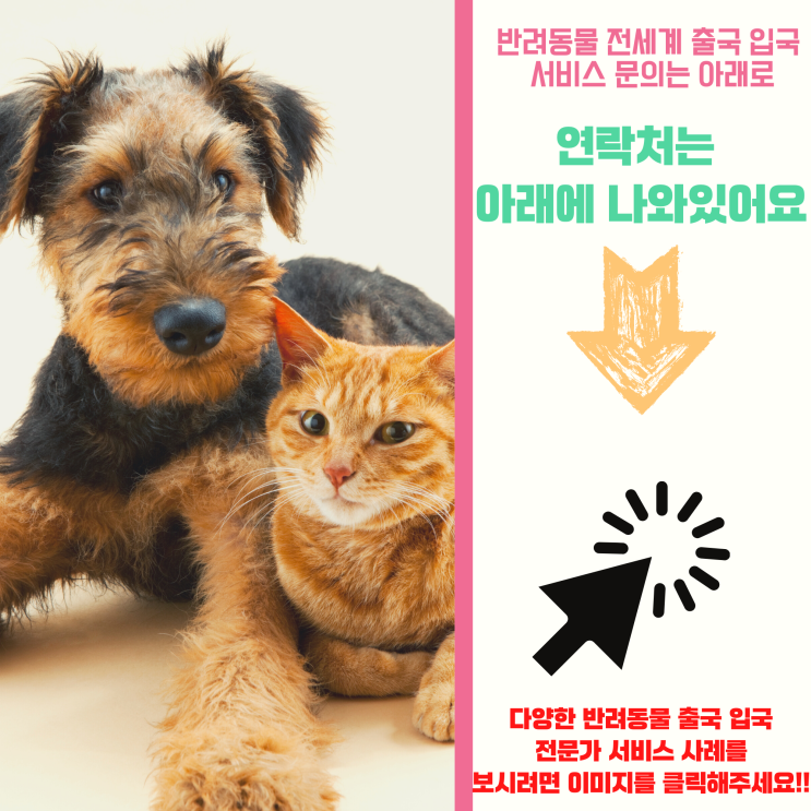  동물검역 반려동물검역 강아지입국 강아지출국  케이지 펫캐리어 이동장 바리켄넬