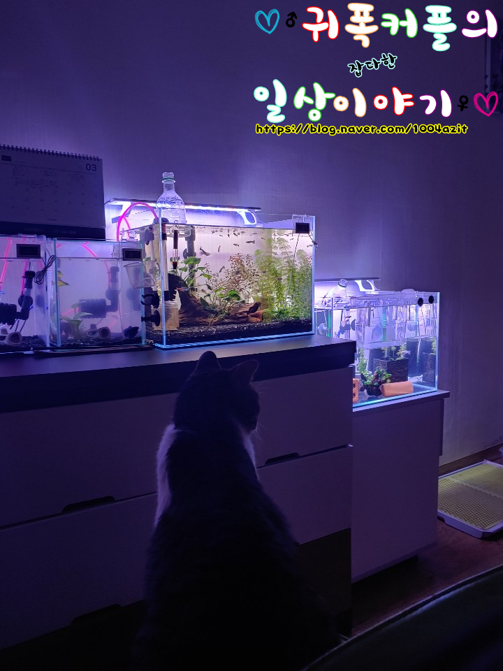  다미는 물멍중.....