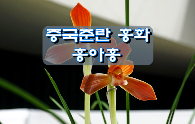 중국춘란 홍화, 홍아홍 중국춘란 홍화, 홍아홍