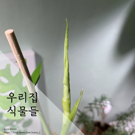  우리집 베란다 식물들 봄이 오는 소리