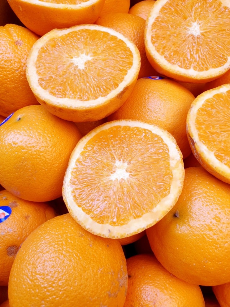 3월 11일 아보카도,오렌지 가격정보