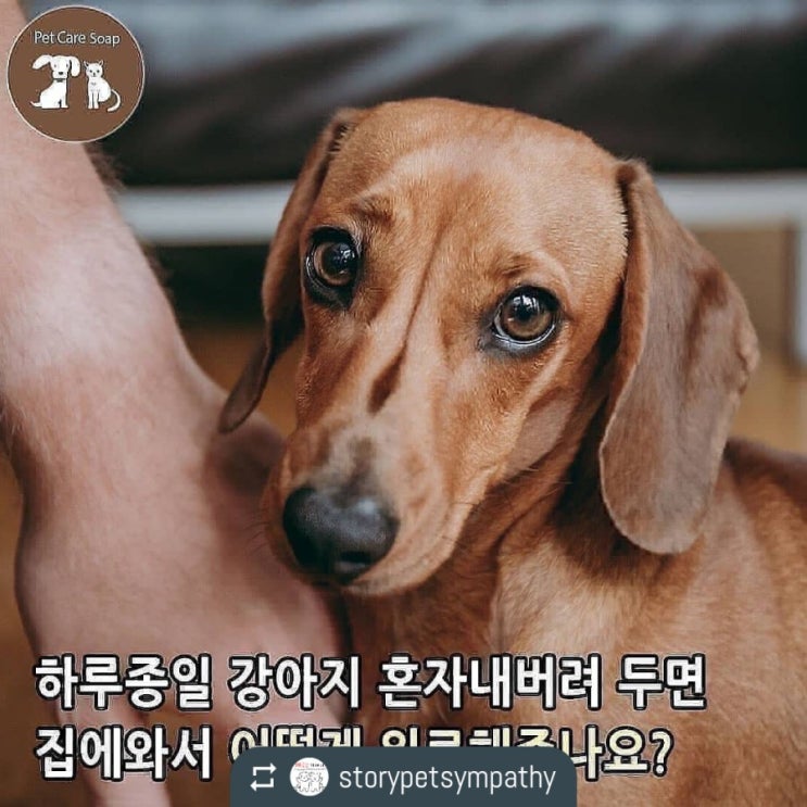 외출후 집에 와서 강아지 어떻게 위로해 주나요?