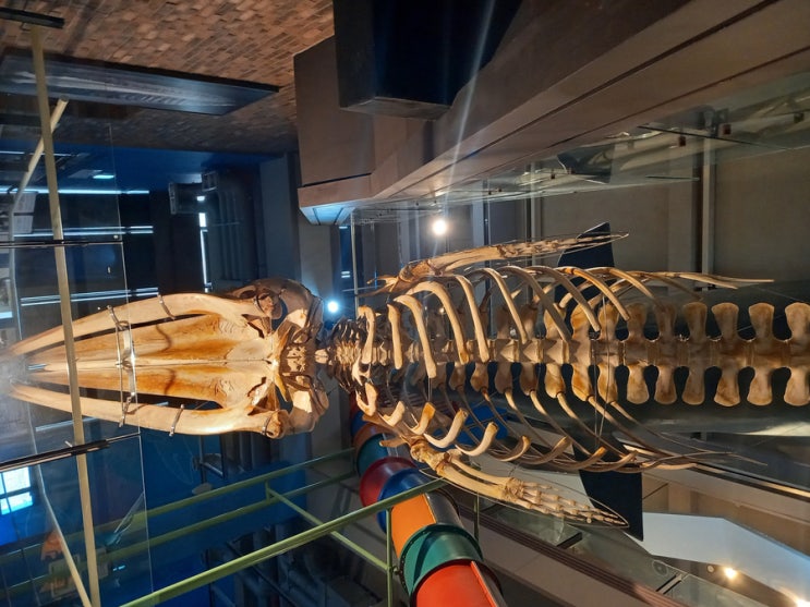 울산 장생포 고래 박물관 고래생태체험관 아이들과 가 볼만한 곳