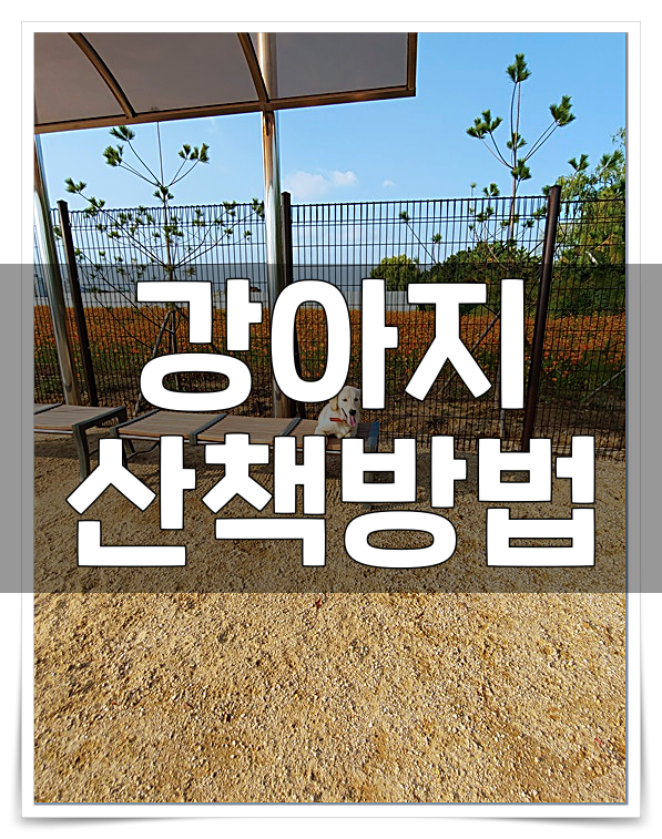  강아지 산책방법 스트레스를 해소하는 가장 좋은방법