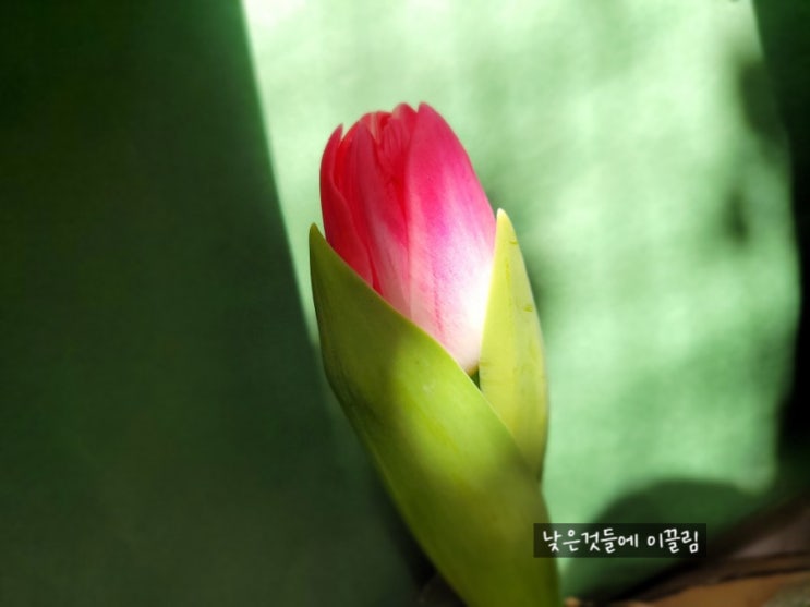  튤립, 다이너스티 (튤립 종류 추천)