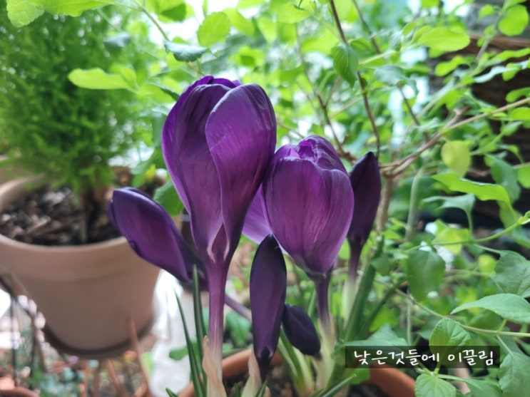  눈이부시게, 크로커스 키우기