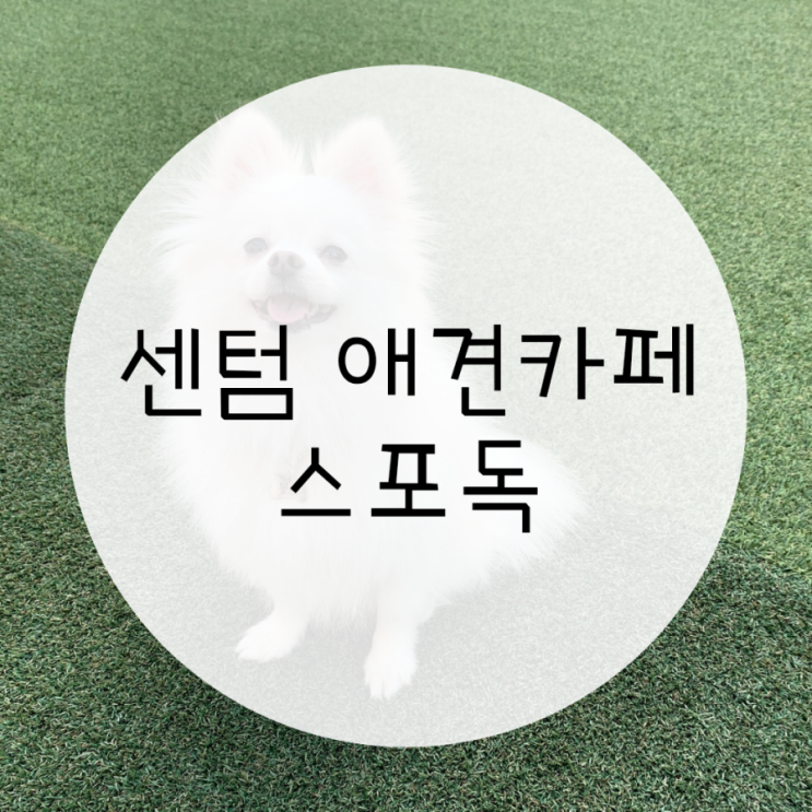 해운대 센텀 애견카페 스포독, 애견운동장 먹거리까지 해운대 센텀 애견카페 스포독, 애견운동장 먹거리까지