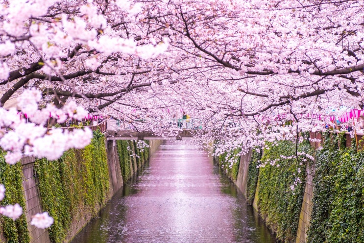 [랜선 타고 일본여행] 2021 도쿄 벚꽃 명소 1위 • 메구로 강 벚꽃(目黒川 桜)【도쿄】