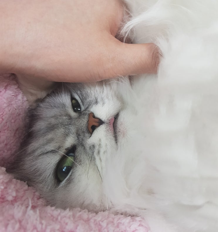  고양이 하악질 공격이 심할 때