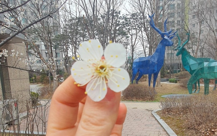 벚꽃여행 갔다왔어요 아파트단지로  ㅋㅋㅋ