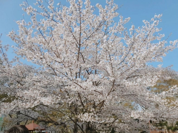  210312, 봄이 오면