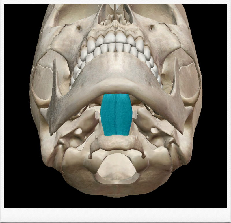 [해부학 - 근육학] 목뿔위근육(suprahyoid muscle) : 중간층(middle layer)과 깊은층(deep ...