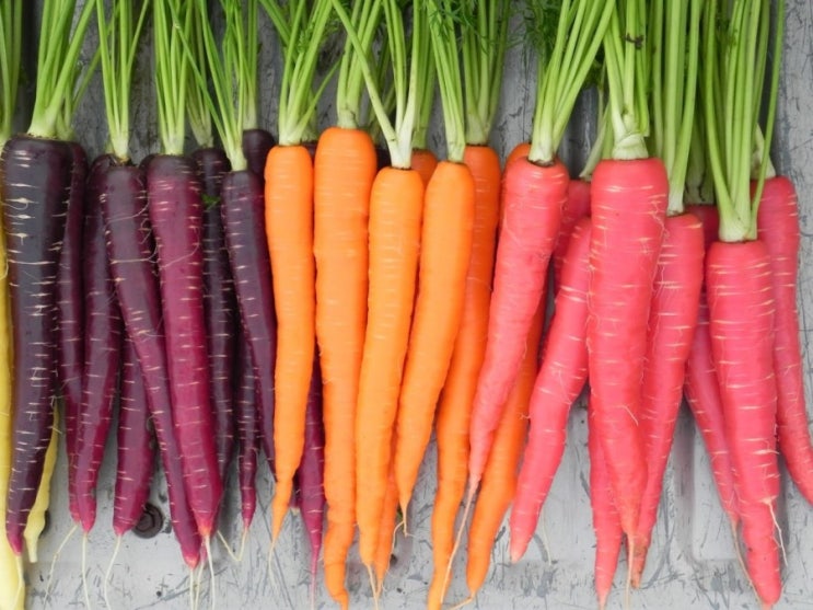 집에서 채소 키우기 리유저블 컵으로 당근 carrot 씨앗부터 키우기(feat. 리사이클 & 업사이클)