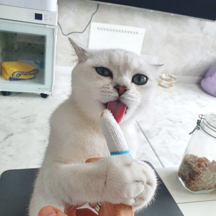  고양이 양치 쉽게 하기 -보가덴트 안티플라그 핑거 칫솔 (손가락 칫솔)