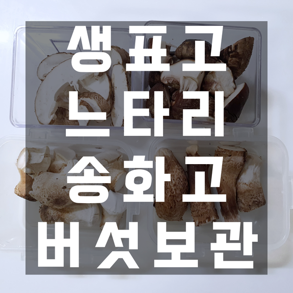  표고버섯보관법(송화고,생느타리버섯)